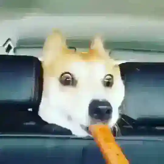 Fúnny Dögs And Cäts ❤️🐶🐥🐱❤️