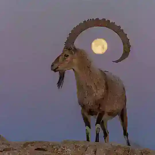 Bock für Aufklärung