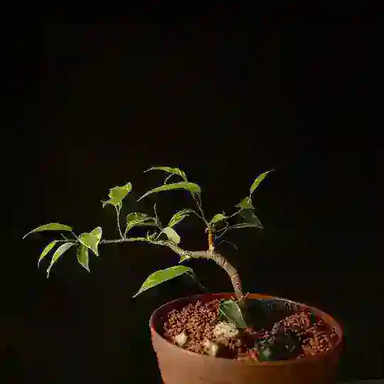 🪴 Silence Meditation