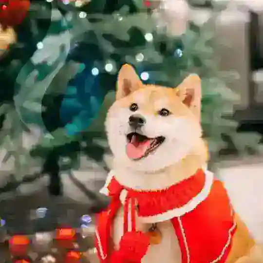 ChristmasDoge（圣诞狗华人社区）