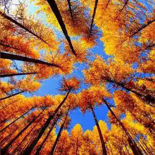 PR LINK CHAT Siberia