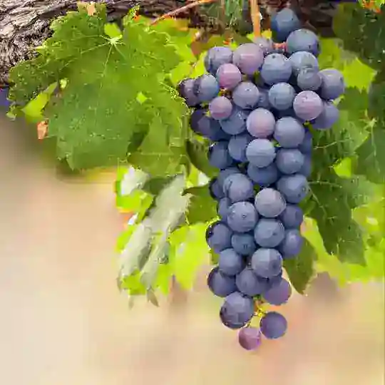 ВиноГрад: клуб вкусных путешествий.