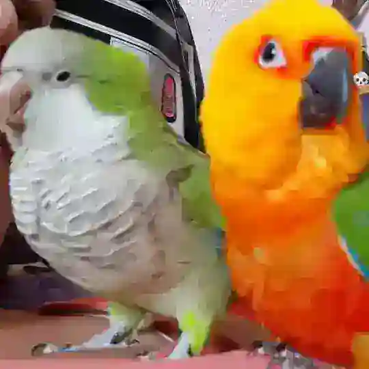 Cotorras~forpus~periquitos 🦜