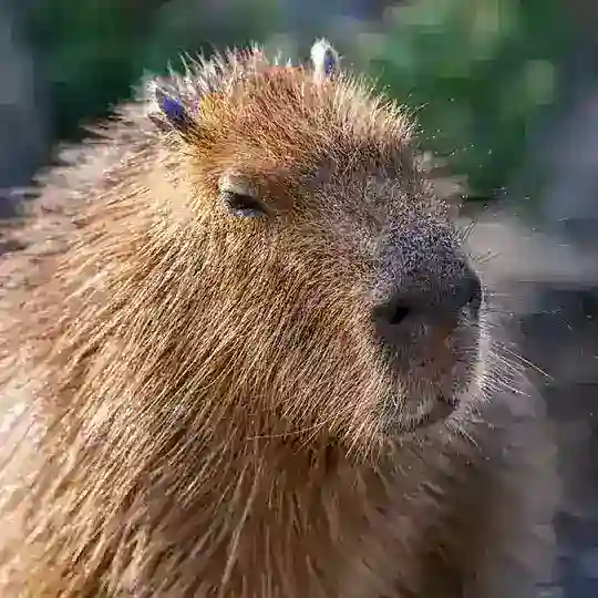 Куритиба | Бразилия | Чат Сообщества | Community Chat | Curitiba | Brazil t.me/curitiba_slavic