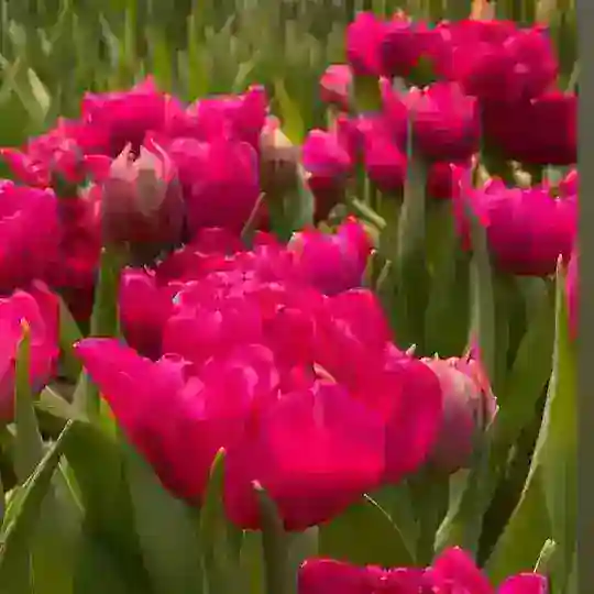 Цветы и растения. Посёлок Южный