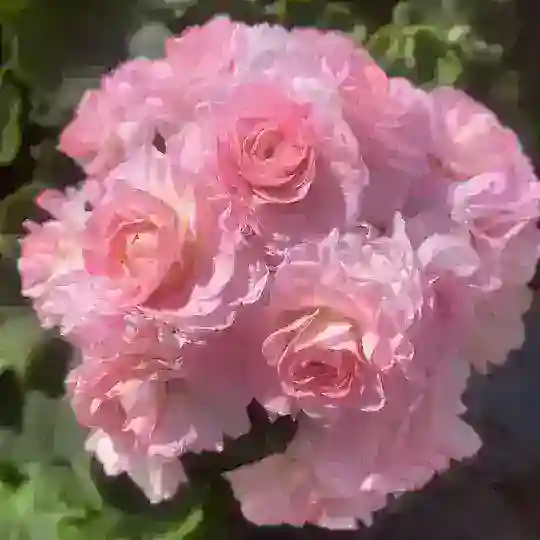 Ужель та самая герань