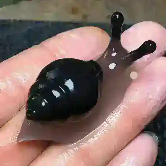 🐌 KOSMETOLOGIK ULITKA OPTOM 🐌