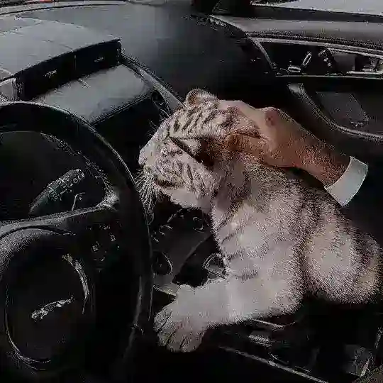 ༺𝙻𝙰𝚂𝚃 𝙾𝙻İ𝚀𝙰𝚁𝚇 ༻