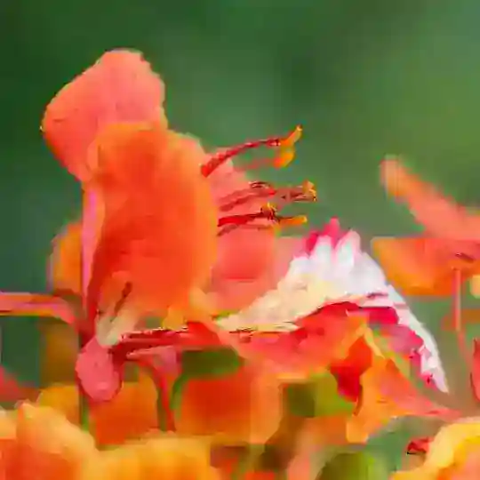 Common Chatting Group