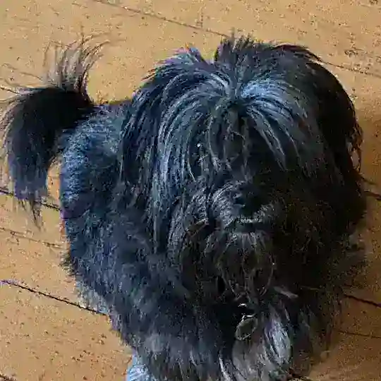 ПОТЕРЯШКИ СЕВЕРНЫЙ СВАО