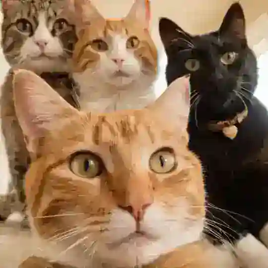 DORM 2 @tosfess @wantgift @bufess @tradefesss