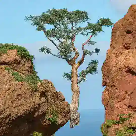 ВЕРТОГРАД - Травы, целительство, аюрведа