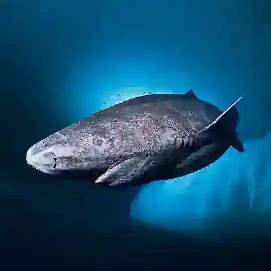Greenland Shark