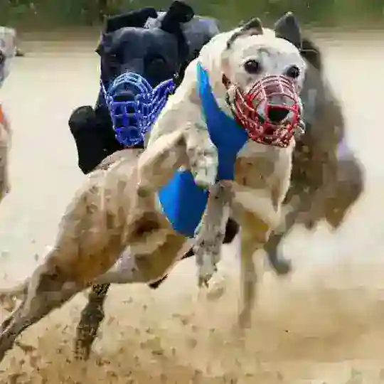 ProGalgos - AvB e Back's 🐶