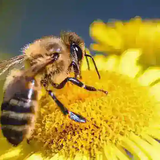 Arıcıların adresi