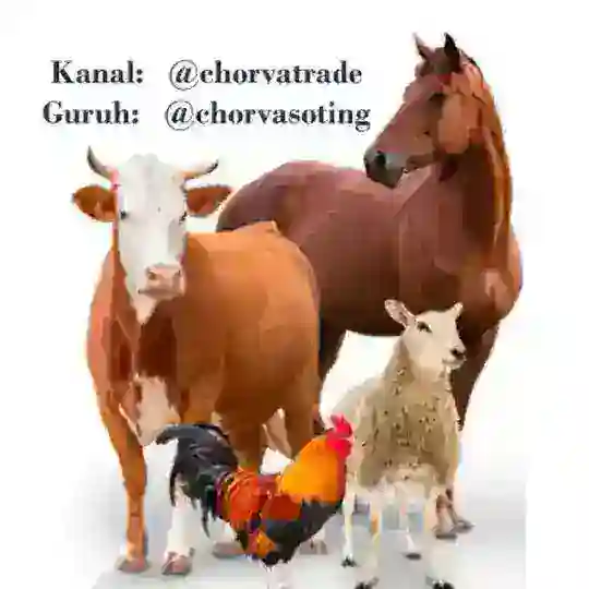 Chorva Trade Uzbekistan 🛂