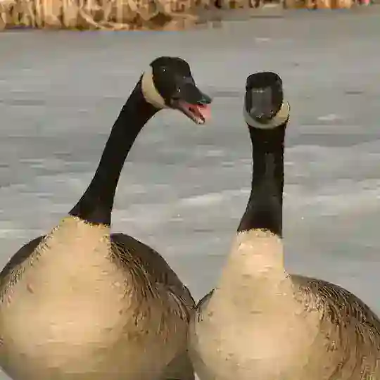 Atlanta Freedom Cells