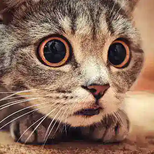 貓貓農場 賣萌天地