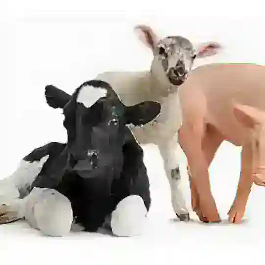 СХ ЖИВОТНЫЕ И КОРМА