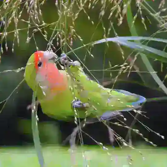 🦜🦜🦜🐦TRIVANDRUM PETS BAZAAR🐦🦜🦜🦜
