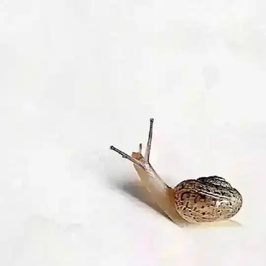 Улитка Марта